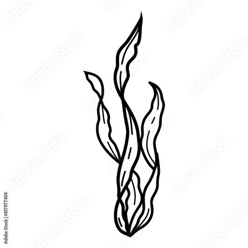 Seaweeds, laminaria algae. Underwater ocean plant vector sketch illustration style isolated on white background. Line art