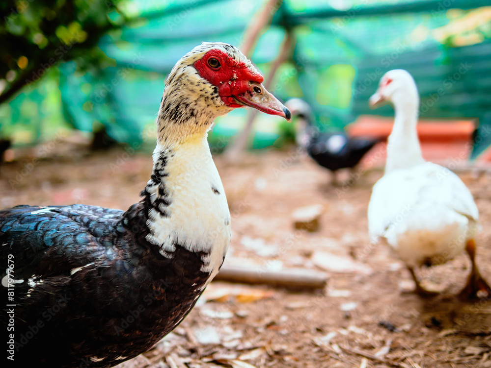 Duck in duck farm and sunligh in moning, agriculture duck farm concept Duck in duck farm and sunligh in moning, agriculture duck farm concept