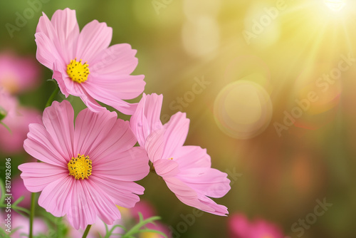 Pink cosmos flowers  their delicate petals bathed in soft sunlight against a blurred green backdrop