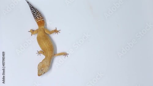 Cute and adorable leopard gecko with morph schtct Tremper on isolated white background.	 photo