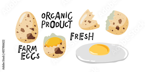 Quail eggs. Farm fresh products. Eggs isolated on white background. Natural healthy food protein cooking ingredient. Flat design for menu, cafe,cooking class, recipes. Poultry farm food products