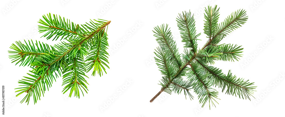 branch of fir pine tree