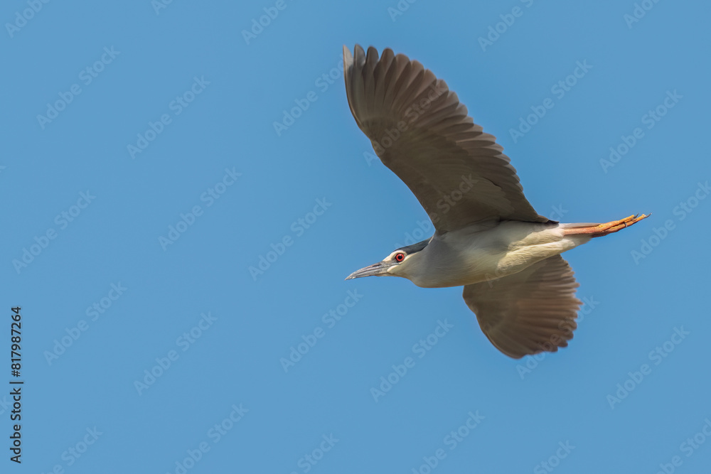 Obraz premium Black-crowned night heron flying in the sky with wide opened wings