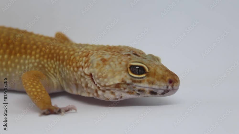 Cute and adorable leopard gecko with morph schtct Tremper on isolated white background. Cute and adorable leopard gecko with morph schtct Tremper on isolated white background.