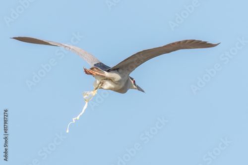 Black-crowned night heron flying in the sky with wide opened wings and throw excrements