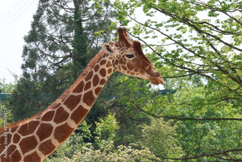 Photography giraffe in the zoo