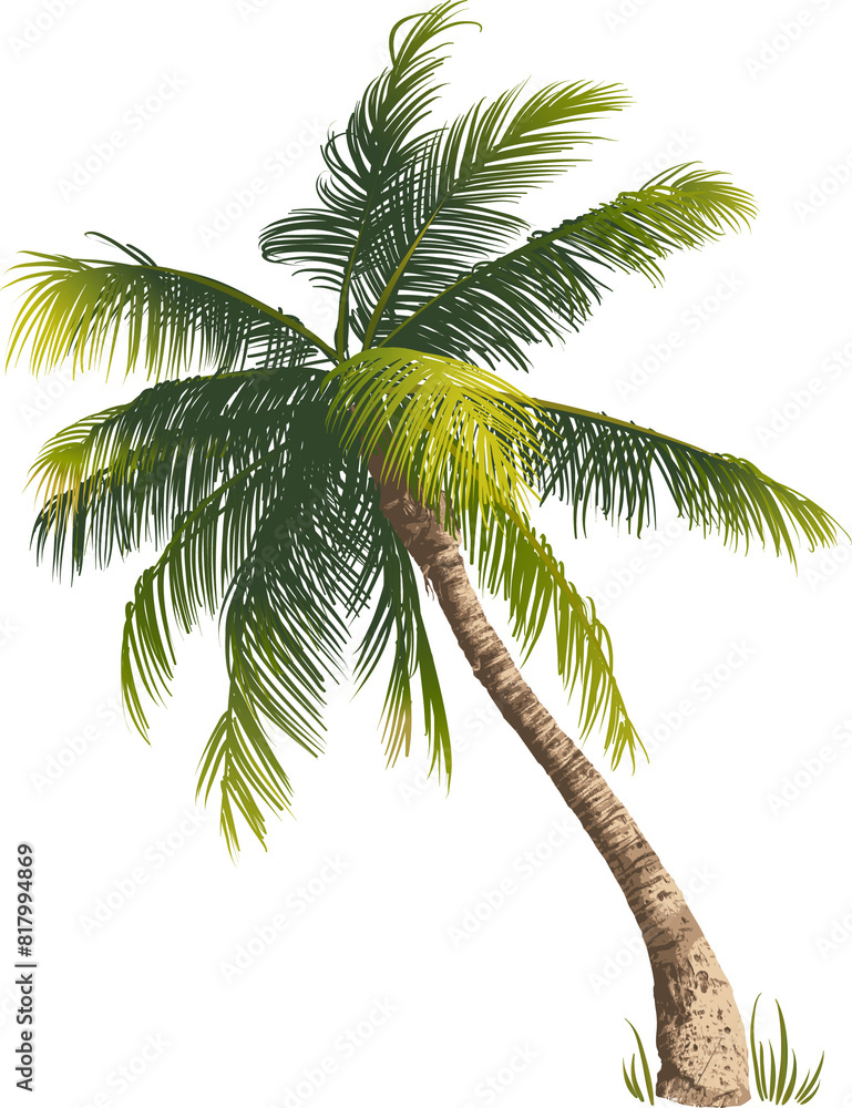 Obraz premium palm tree isolated on white background