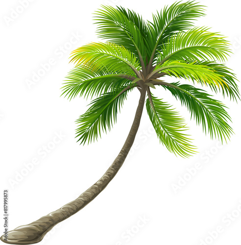 palm tree isolated on white background