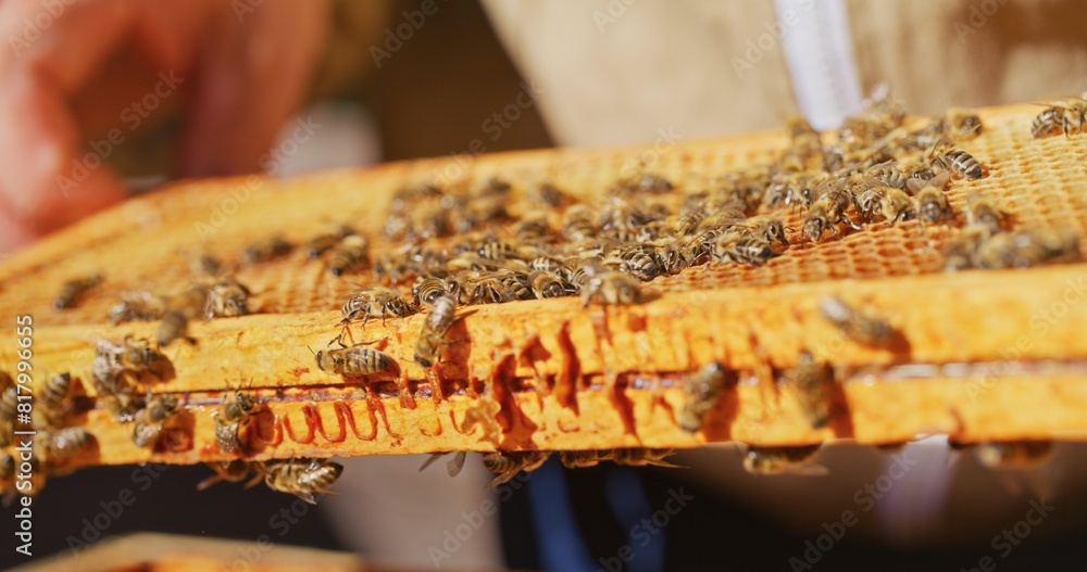 Macro Shot of Bees Producing Honey Macro Shot of Bees Producing Honey