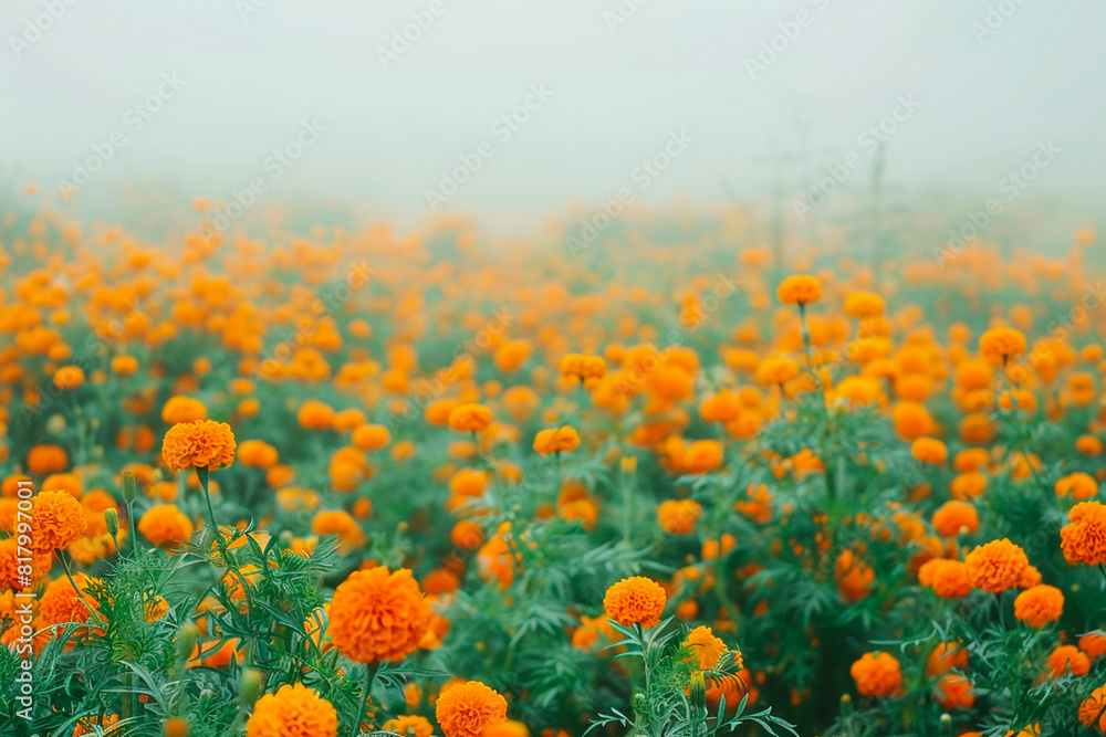 Obraz premium A field of orange flowers with a hazy, foggy sky in the background