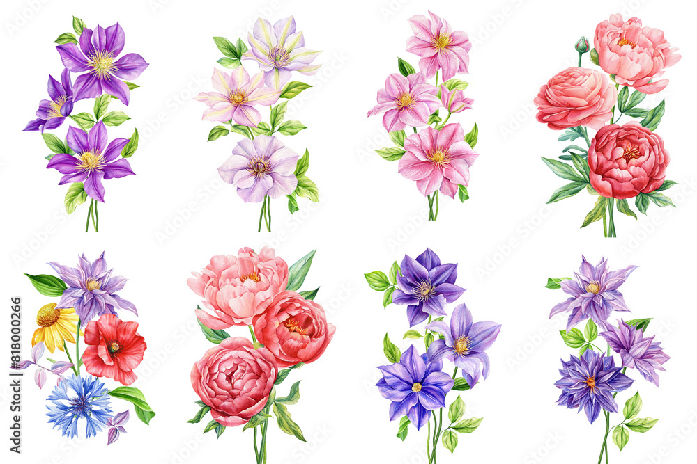 Set Flower isolated white background, watercolor illustration botanical painting, clematis flowers Flora greeting card Set Flower isolated white background, watercolor illustration botanical painting, clematis flowers Flora greeting card