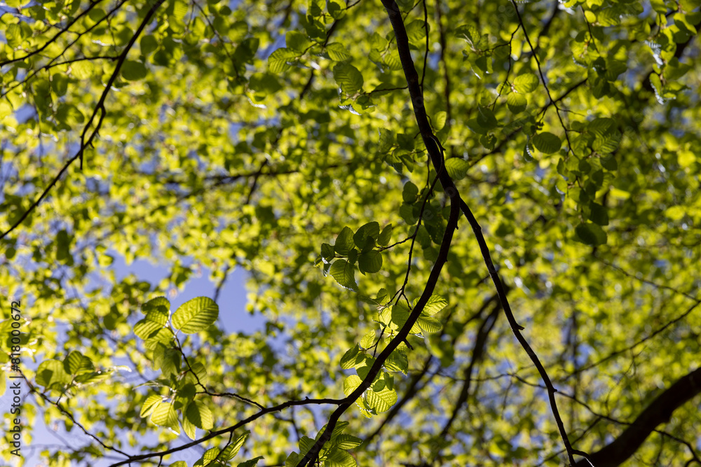 Obraz premium new hornbeam foliage in spring on a sunny day