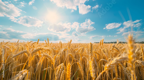 Wheat field. Ears of golden wheat. Beautiful Sunset Landscape. 