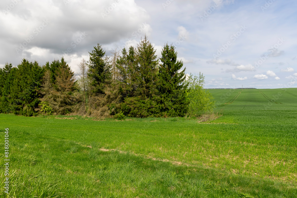 green wheat grass in the spring in the field green wheat grass in the spring in the field