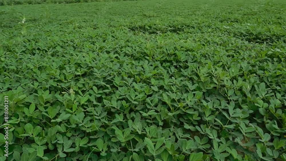 Fragment of the field with blooming peanut plants, top view close-up in overcast weather Fragment of the field with blooming peanut plants, top view close-up in overcast weather