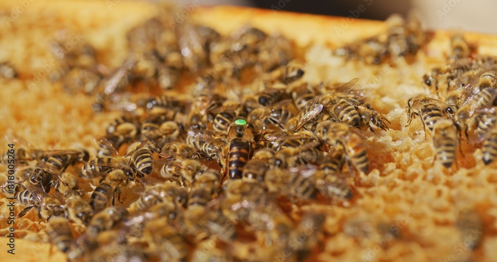 Macro Shot of Bees Producing Honey Macro Shot of Bees Producing Honey