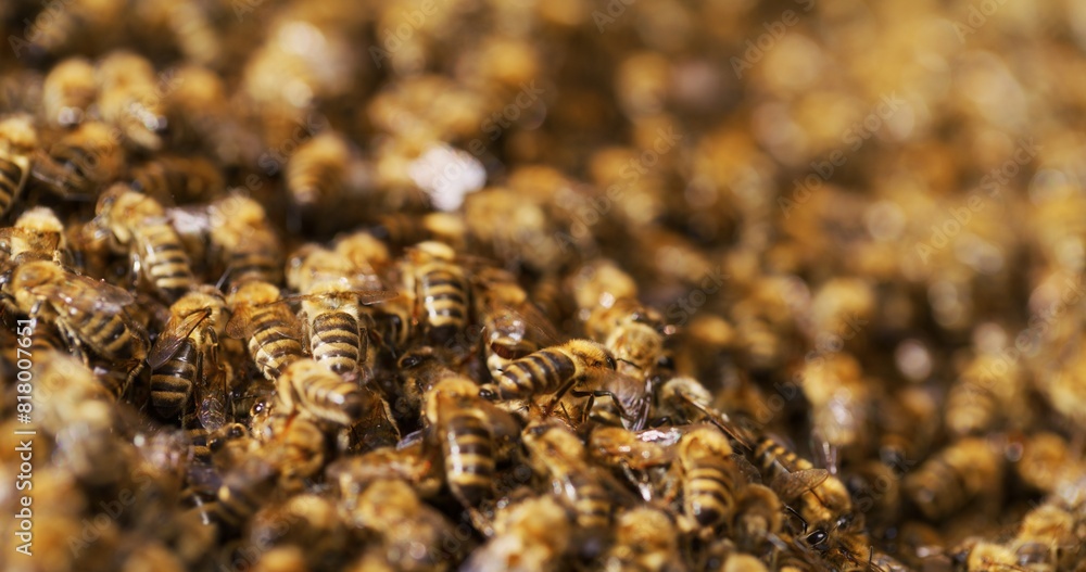 Macro Shot of Bees Producing Honey Macro Shot of Bees Producing Honey
