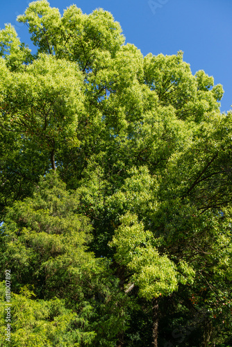 Beautiful longevity large camphor tree  Cinnamomum camphora  common camphor wood or camphor laurel with evergreen leaves in Arboretum Park Southern Cultures in Sirius  Adler  Sochi.