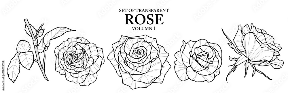 Set of isolated flower illustration in hand drawn style. Rose in black outline and white plane on transparent background. Floral elements for coloring book, packaging or fragrance design. Volume 1. Set of isolated flower illustration in hand drawn style. Rose in black outline and white plane on transparent background. Floral elements for coloring book, packaging or fragrance design. Volume 1.