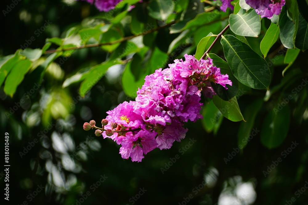 Purple Lagerstroemia speciosa flowers bloom in the summer