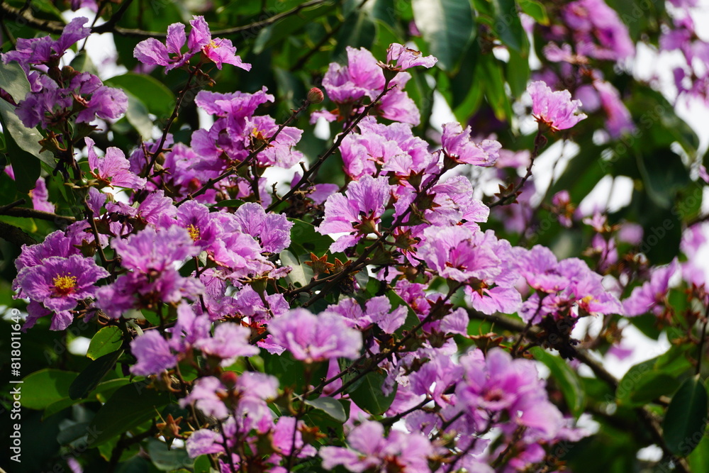 Purple Lagerstroemia speciosa flowers bloom in the summer Purple Lagerstroemia speciosa flowers bloom in the summer