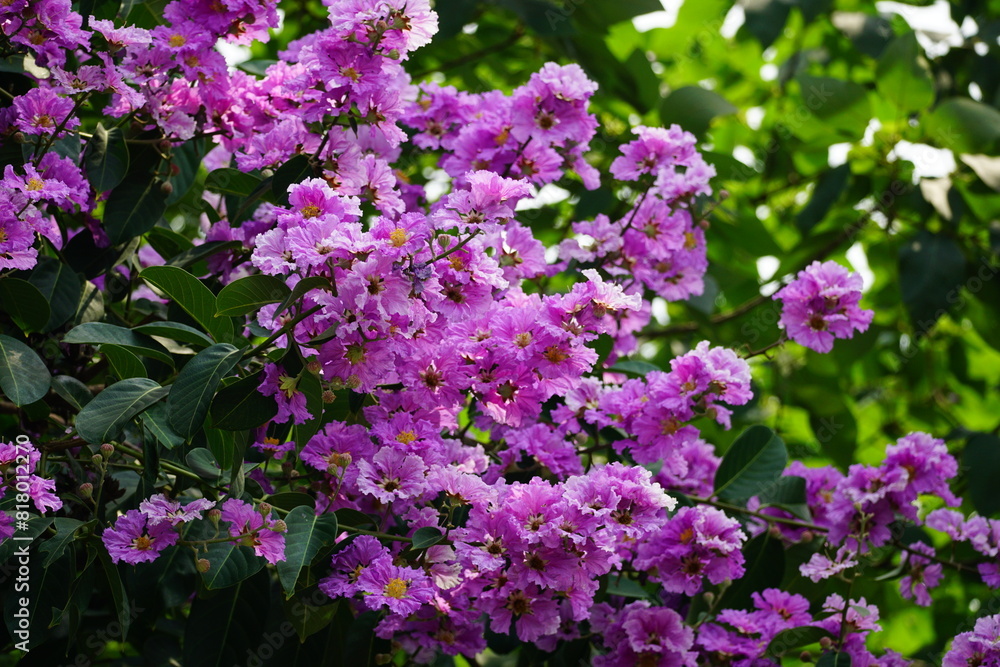 Purple Lagerstroemia speciosa flowers bloom in the summer