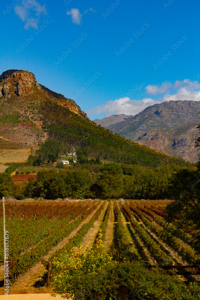 Naklejka premium South Africa Vineyards