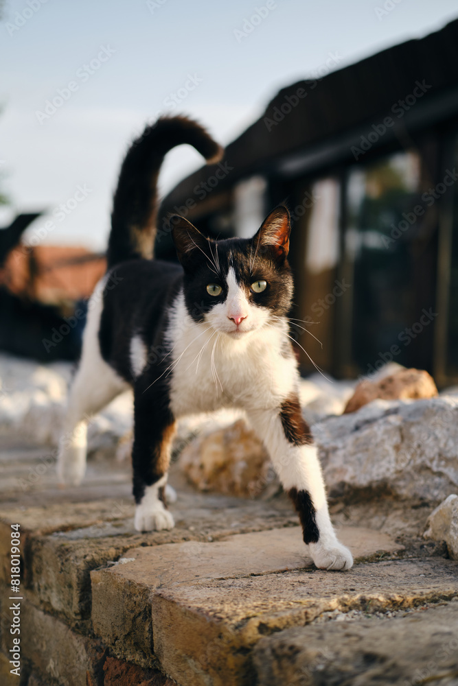 A cute black and white street cat with a pink nose and yellow eyes walks in the old town of Zemun, Belgrade, Serbia. A stray cat or a pet on its own. A cute black and white street cat with a pink nose and yellow eyes walks in the old town of Zemun, Belgrade, Serbia. A stray cat or a pet on its own.