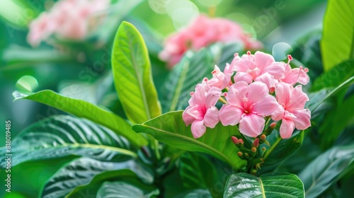 Flower Garden Isolated. Pink Fueng Fah Flowers on Green Nature Background photo