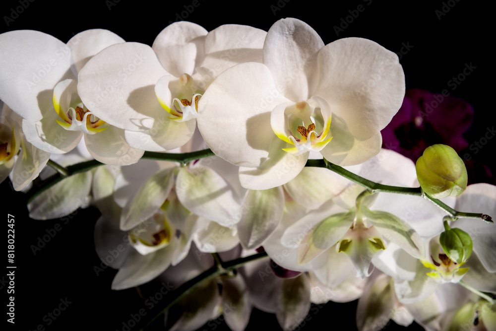 gałązka pełna pięknych kwiatów storczyka Phalaenopsis gałązka pełna pięknych kwiatów storczyka Phalaenopsis