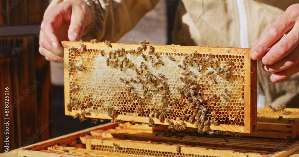 Macro Shot of Bees Producing Honey Macro Shot of Bees Producing Honey
