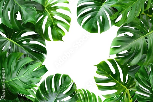 Frame of Green Leaves. Natural Monstera Plant Isolated on White Background