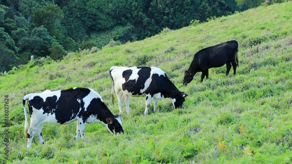 Cows grazing on the green pasture eating grass Azores islands Cows grazing on the green pasture eating grass Azores islands