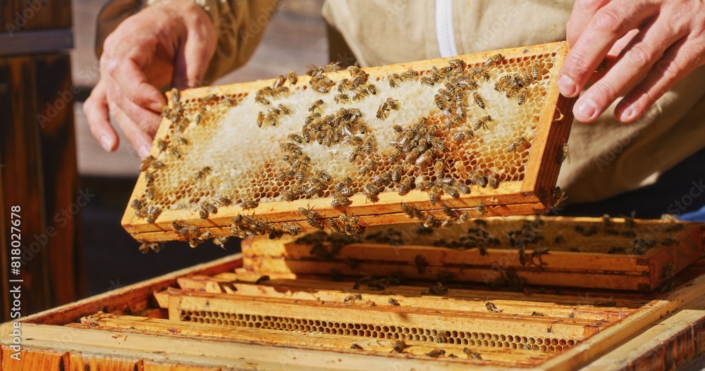 Macro Shot of Bees Producing Honey Macro Shot of Bees Producing Honey