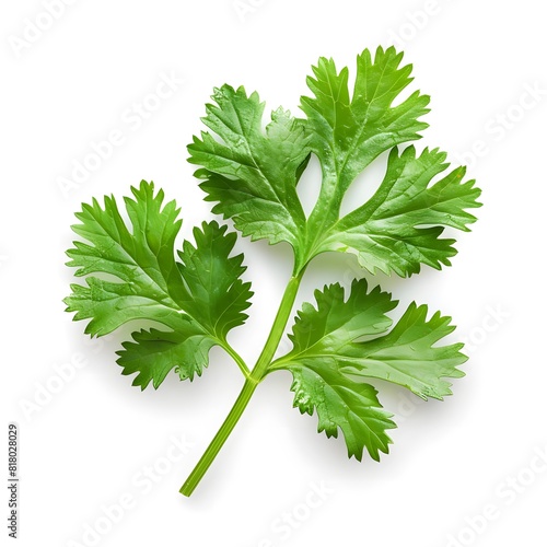 Coriander leaves isolated on white background