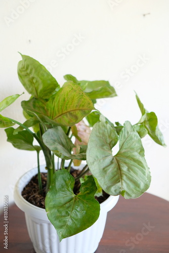 Selective focus of Syngonium houseplant. Beautiful leaf color and pattern.