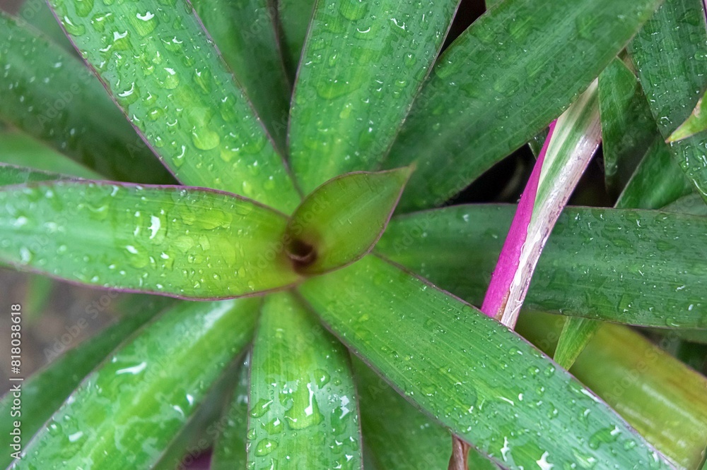 aloe vera plant with water drops aloe vera plant with water drops