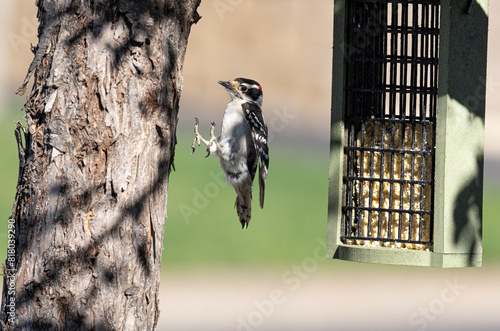 downy woodpecker jumps to a tree from a feeder in spring photo