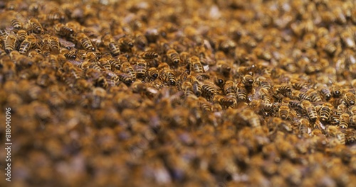 Macro Shot of Bees Producing Honey