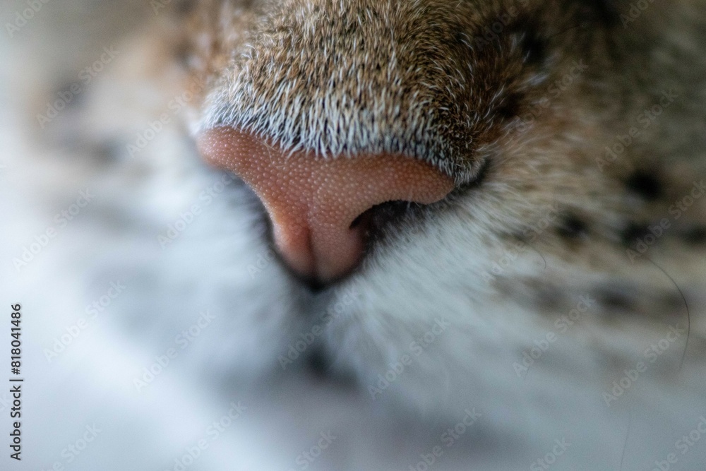 Fototapeta premium Katzennase