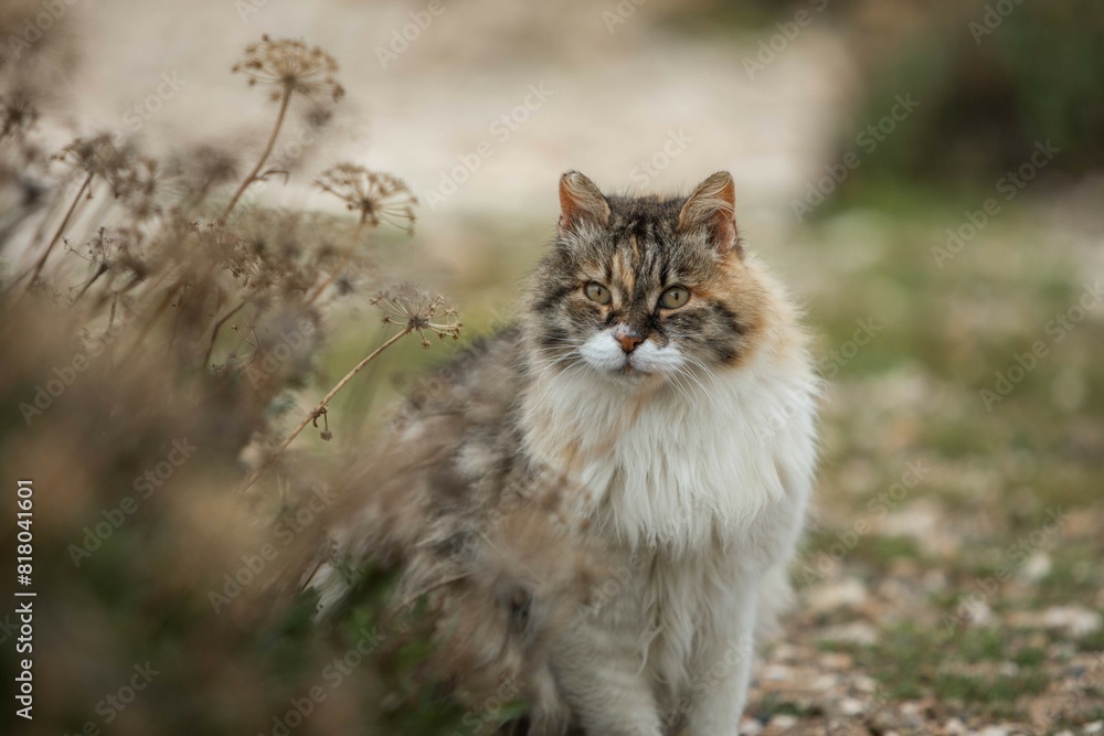 Obraz premium Katze