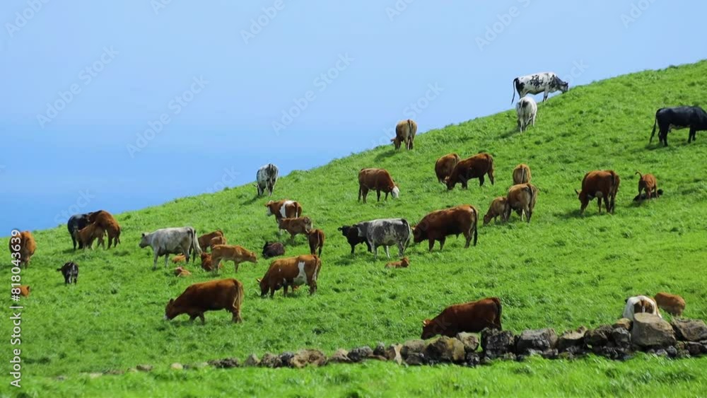 Cows grazing on the green pasture eating grass Azores islands Cows grazing on the green pasture eating grass Azores islands