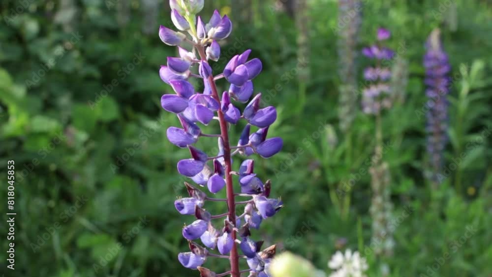 Bumblebee collects nectar on the flowers of purple lupine Bumblebee collects nectar on the flowers of purple lupine