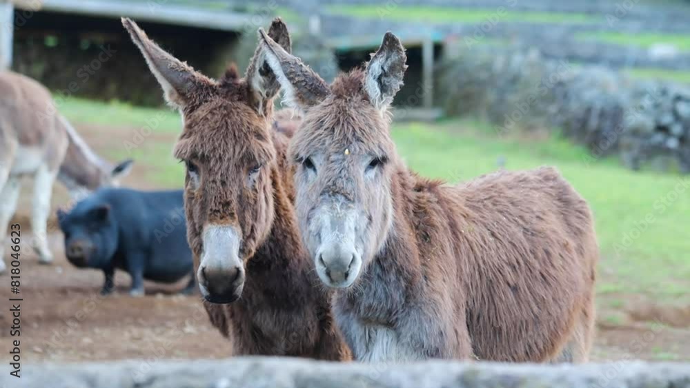 Farm animals two cute donkeys and the pig on the background farm yard in the countryside Farm animals two cute donkeys and the pig on the background farm yard in the countryside