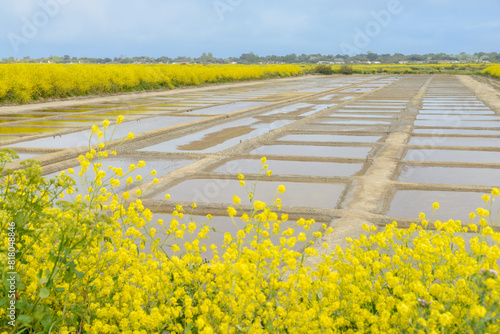 La Réserve naturelle nationale de Lilleau des Niges, Ile de Ré photo