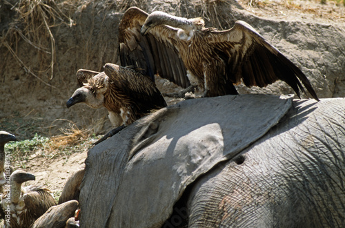 Vautour à dos blanc , Vautour africain,.Gyps africanus, White backed Vulture,  éléphant mort, réserve du Selous, Tanzanie photo