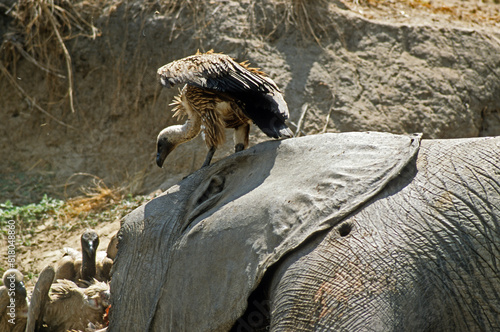 Vautour à dos blanc , Vautour africain,.Gyps africanus, White backed Vulture,  éléphant mort, réserve du Selous, Tanzanie photo