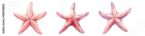 set Pink starfish vector illustration Oceanic wildlife art Exotic reef animals Watercolor fish Marine decoration Nautical design Clipart for design logo or decoration sea star