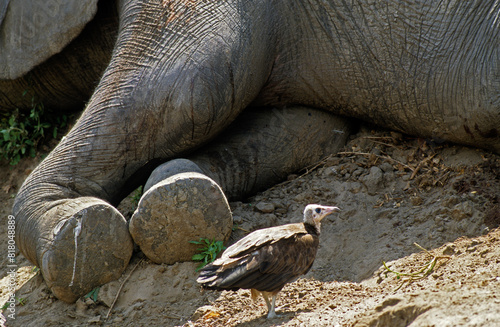 Vautour charognard,.Necrosyrtes monachus, Hooded Vulture,  éléphant mort, réserve du Selous, Tanzanie photo