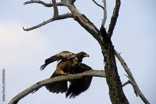 Aigle ravisseur,.Aquila rapax, Tawny Eagle photo